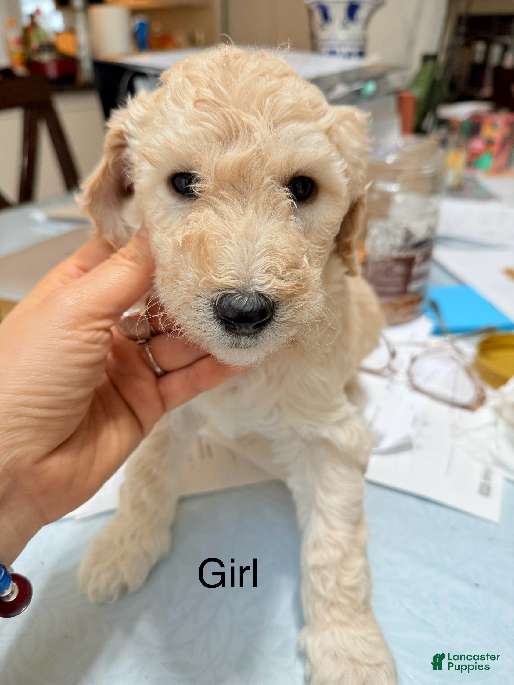 Standard Poodle dogs Standard Poodle Puppy 6 - Ad 24