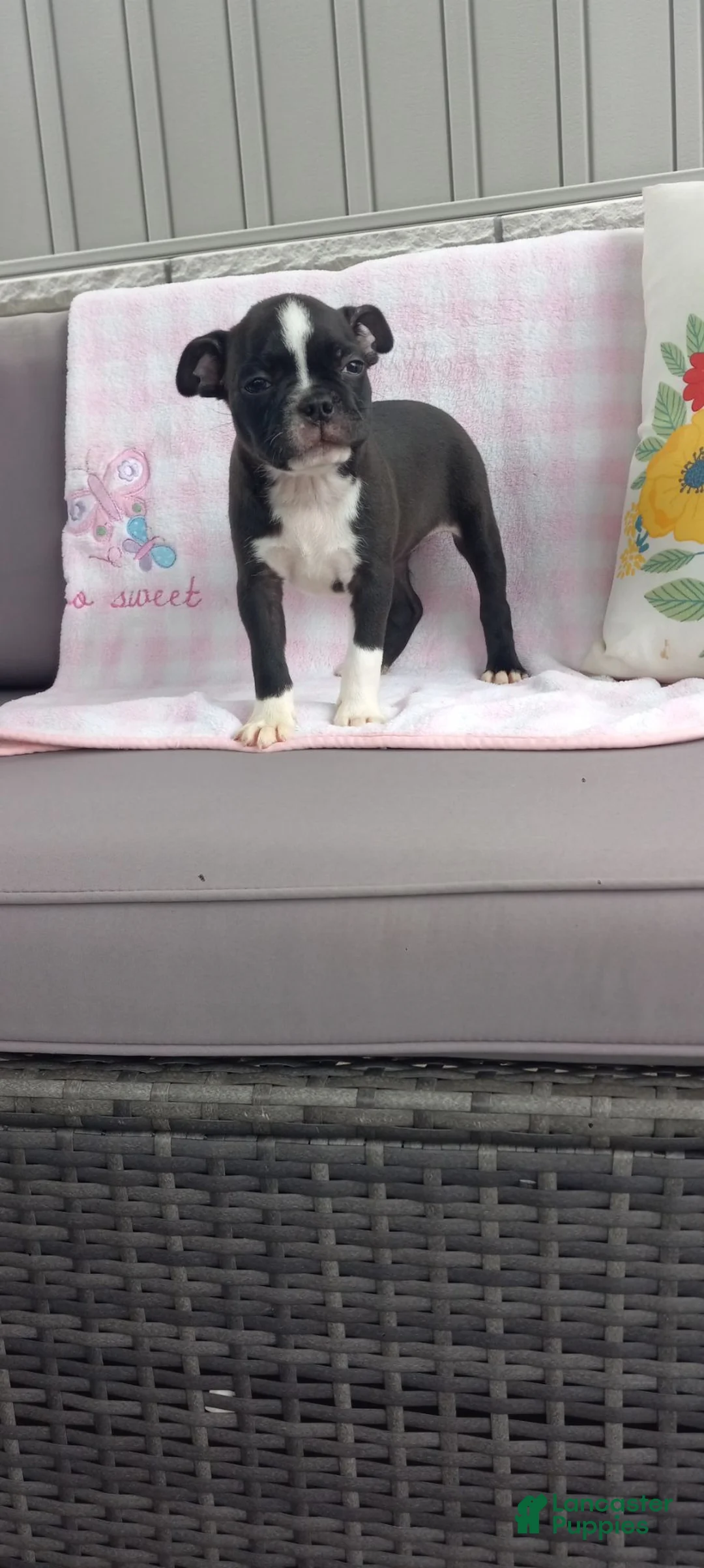 Boston Terrier dogs for sale: Abby - Ad 2