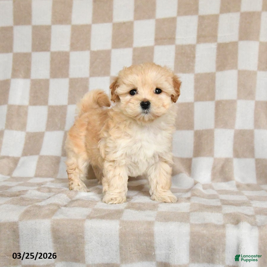 Maltipoo dogs Penny - Ad 1