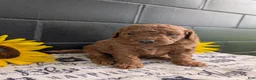 Mini Goldendoodle dogs for sale: Mini -Mo - Ad 8
