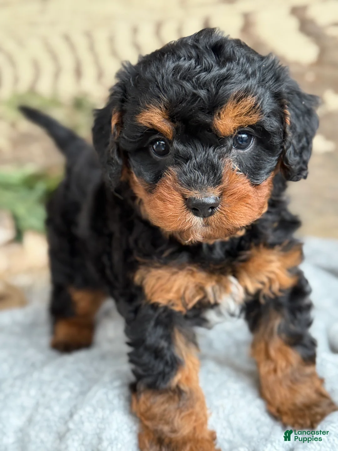 Mixed Breed dogs for sale: Barkley - Ad 6