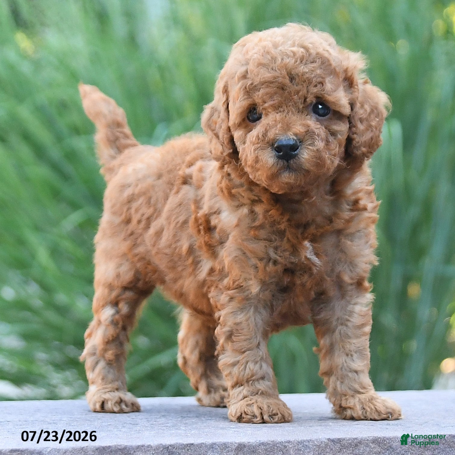 Toy Poodle dogs Lincoln - Ad 2
