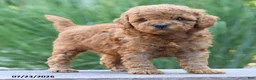 Toy Poodle dogs for sale: Lincoln - Ad 2