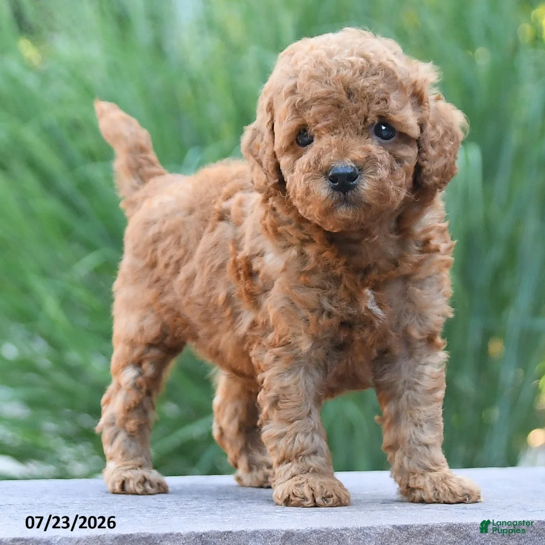 Toy Poodle dogs for sale: Lincoln - Ad 2