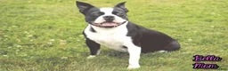Boston Terrier dogs for sale: Marley Female Boston Terrier - Ad 4