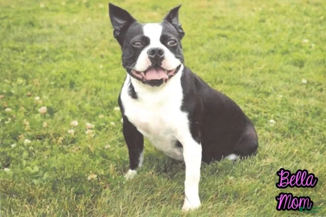 Boston Terrier dogs for sale: Marley Female Boston Terrier - Ad 4