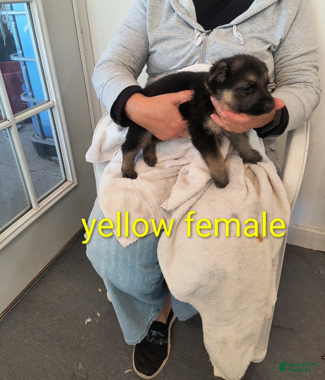 German Shepherd dogs for sale: Yellow collar female  - Ad 1