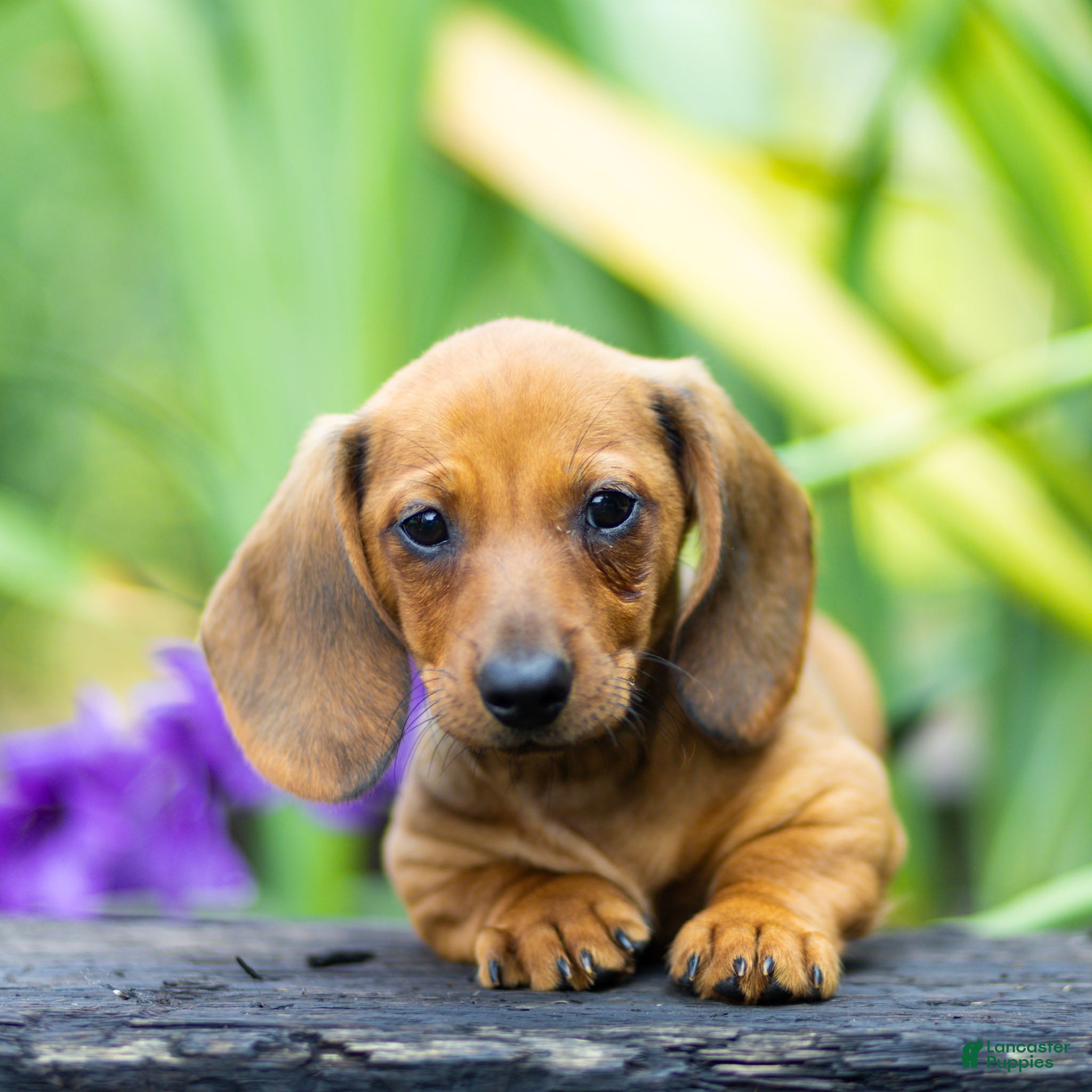 Miniature Dachshund dogs Mikey Miniature Dachshund  - Ad 1