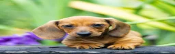 Miniature Dachshund dogs for sale: Mikey Miniature Dachshund  - Ad 9