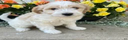 Mini Goldendoodle dogs for sale: Sparky - Ad 4