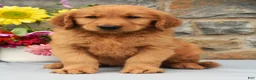 Golden Retriever dogs for sale: Chester - Ad 2