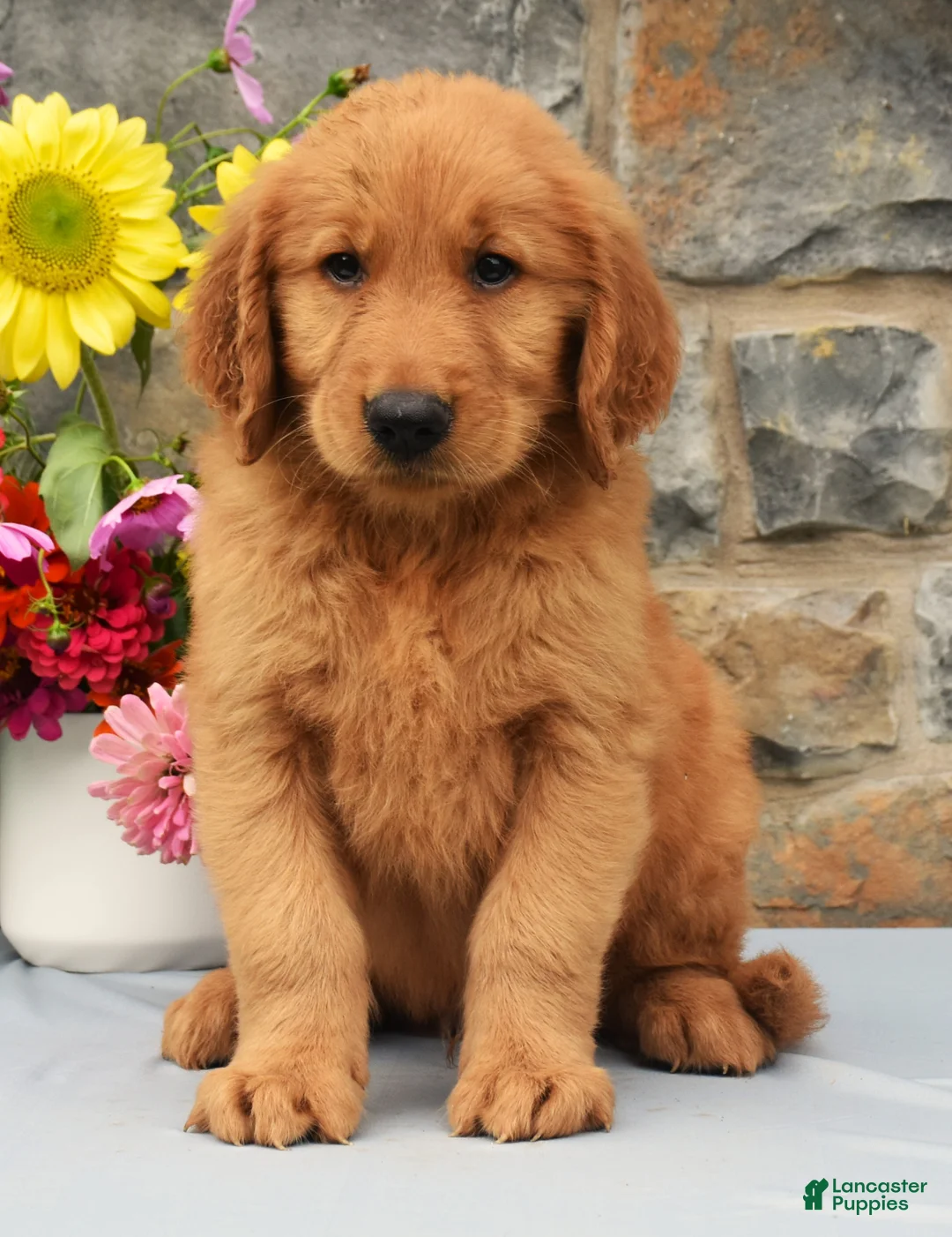 Golden Retriever dogs for sale: Chester - Ad 2