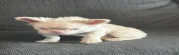 French Bulldog dogs for sale: Pink Pookie - Ad 8