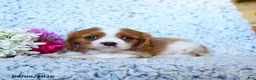 Cavalier King Charles Spaniel dogs for sale: Zoomer - Ad 4