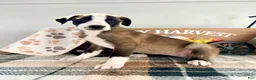 Border Collie dogs for sale: Cinnamon  - Ad 4