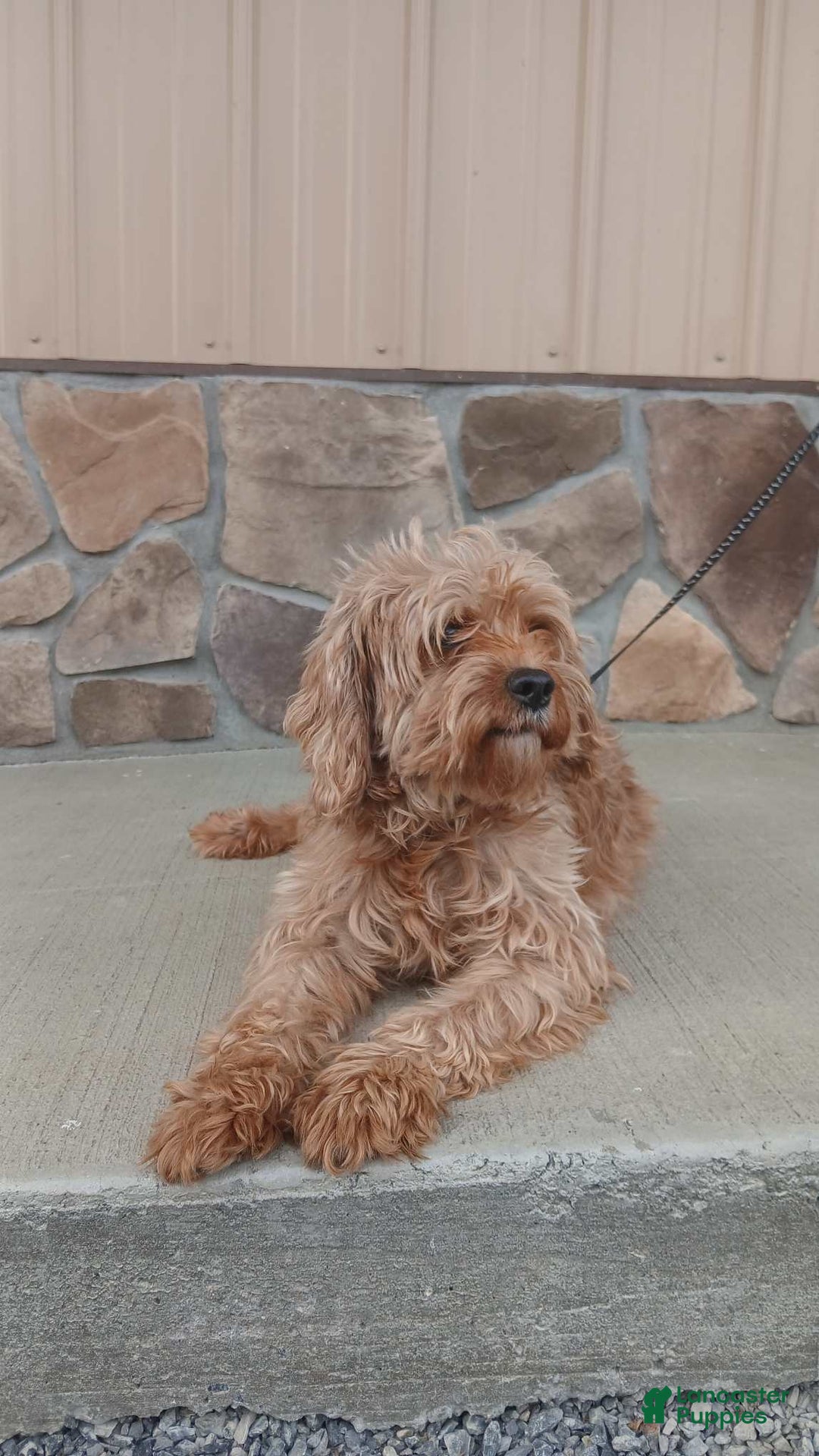 Cavapoo dogs for sale: Trey - Ad 10