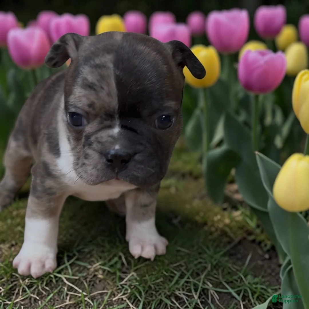 Frenchton dogs for sale: Frank - Ad 1