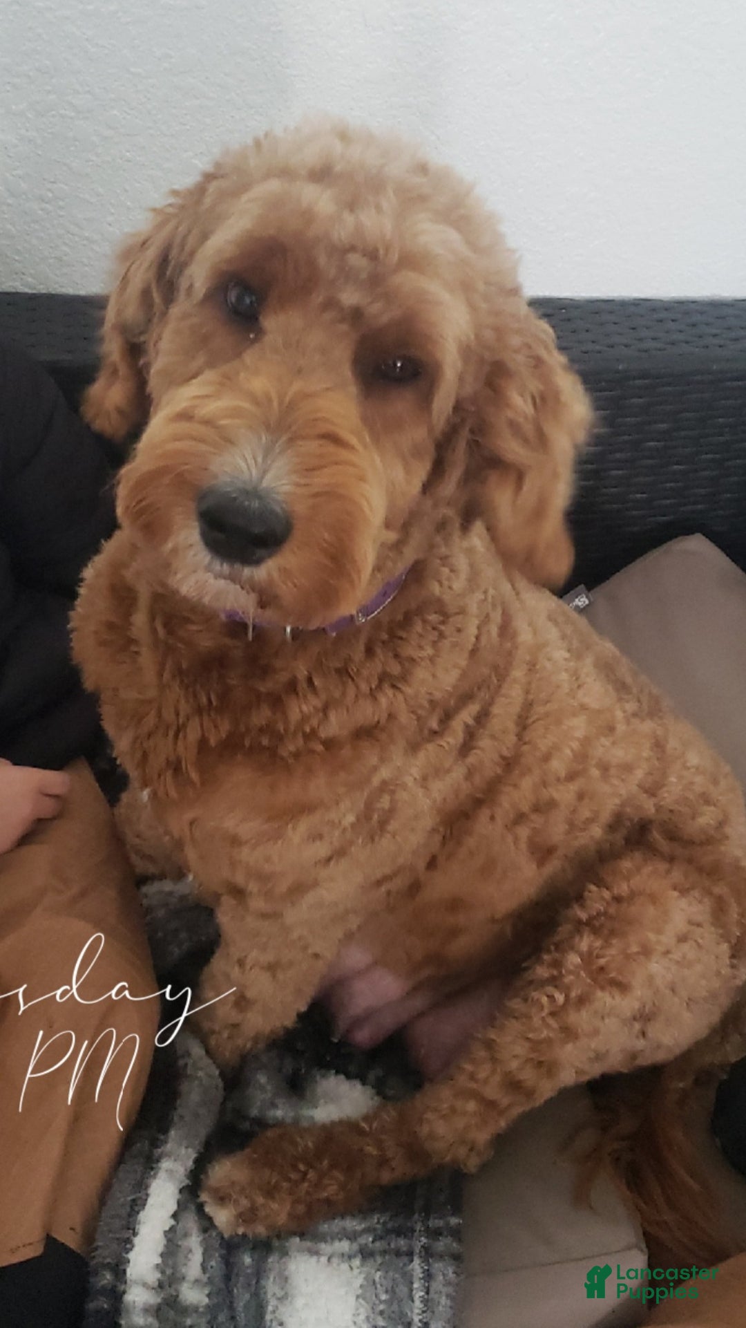 Mixed Breed dogs for sale: Boots - Ad 2