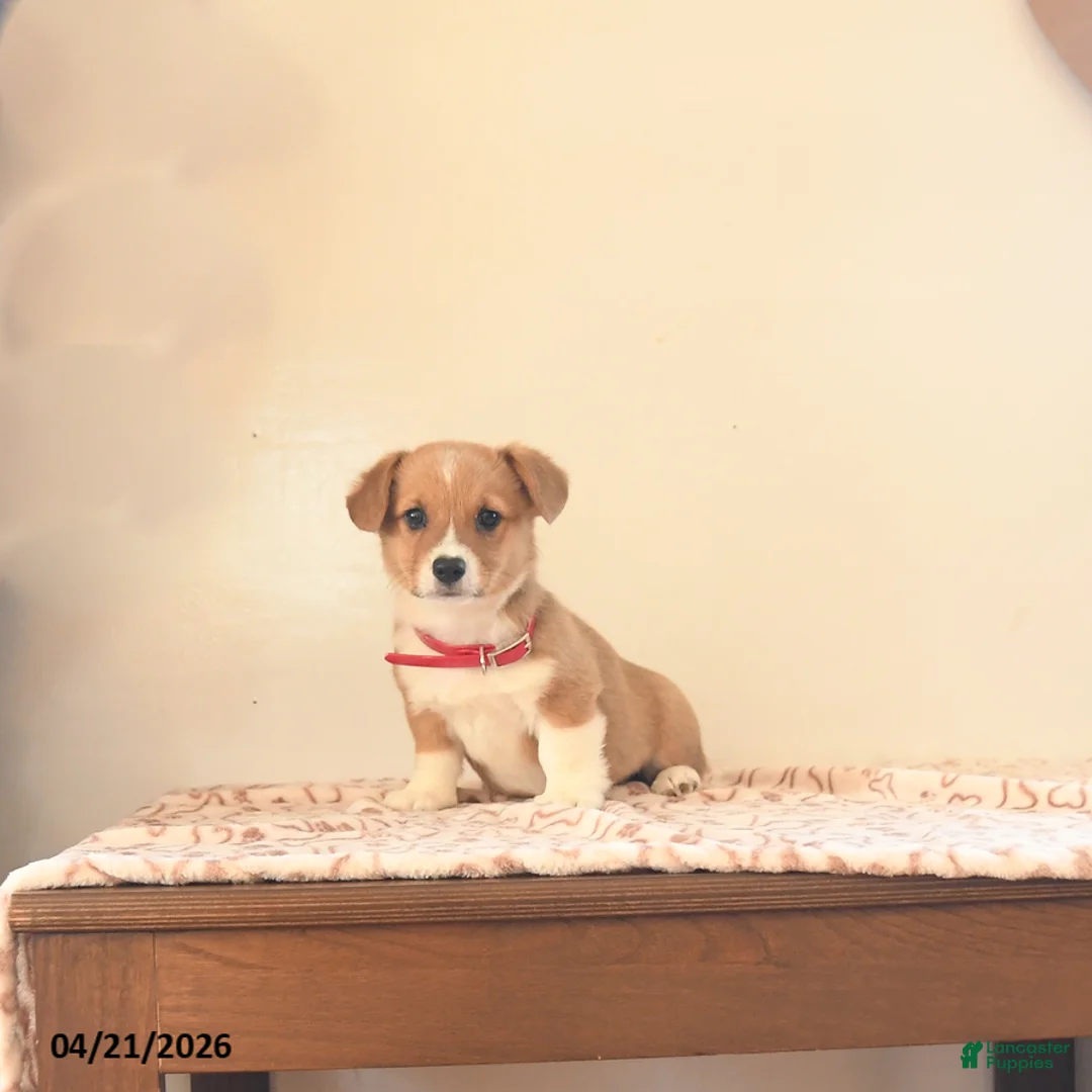 Welsh Corgi Pembroke dogs for sale: Haley - Ad 5