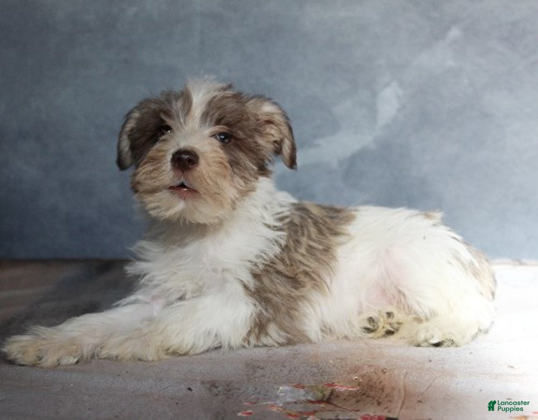 Miniature Schnauzer dogs for sale: Gabriel - Ad 3