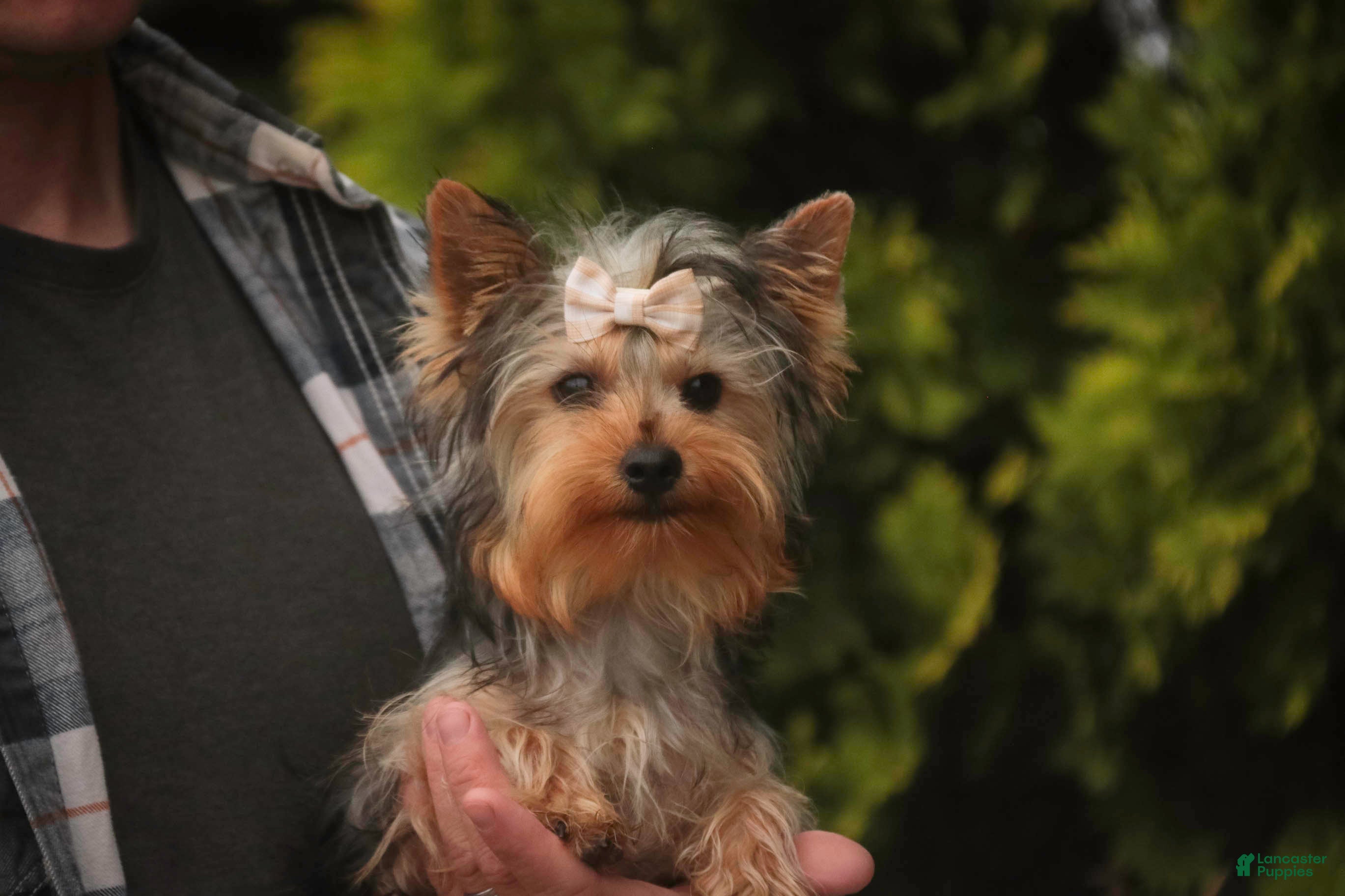 Yorkshire Terrier dogs Lucy - Ad 2