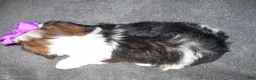 Shih Tzu dogs for sale: Gloria - Ad 2