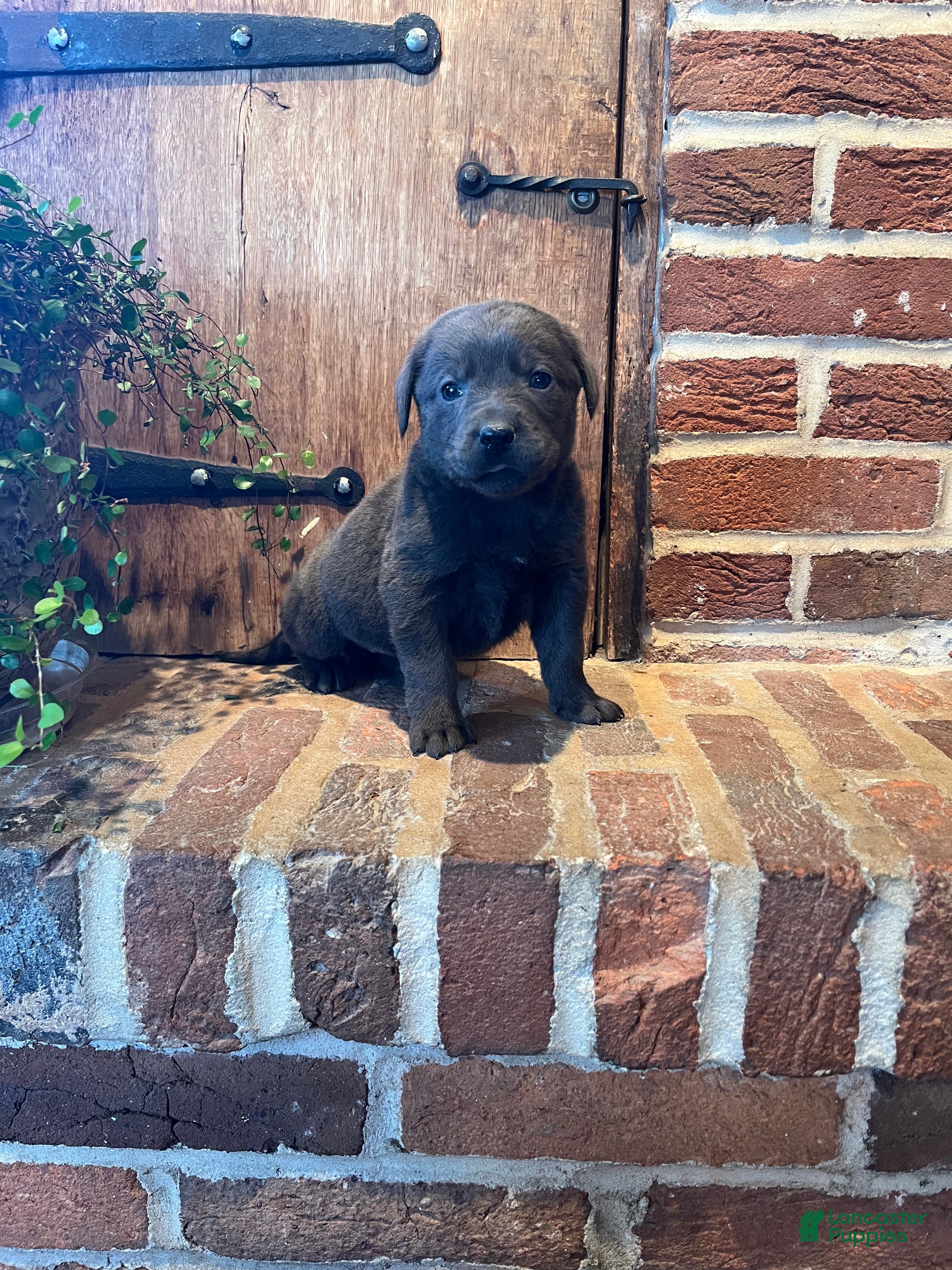 Labrador Retriever dogs Rosey - Ad 1
