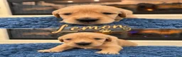 Golden Retriever dogs for sale: Lemon - Ad 1