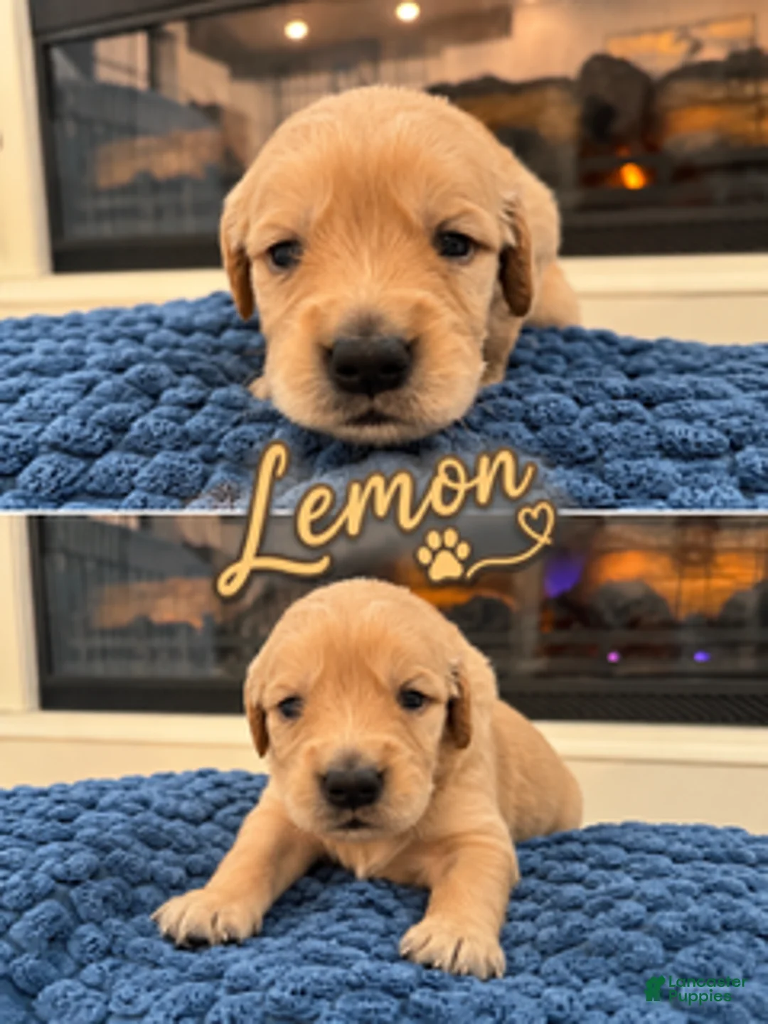 Golden Retriever dogs for sale: Lemon - Ad 1