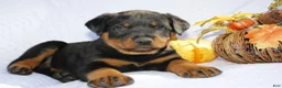 Rottweiler dogs for sale: Rosco  - Ad 4