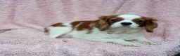 Cavalier King Charles Spaniel dogs for sale: Remi - Ad 7