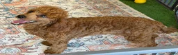 Miniature Poodle dogs for sale: Adam - Ad 3