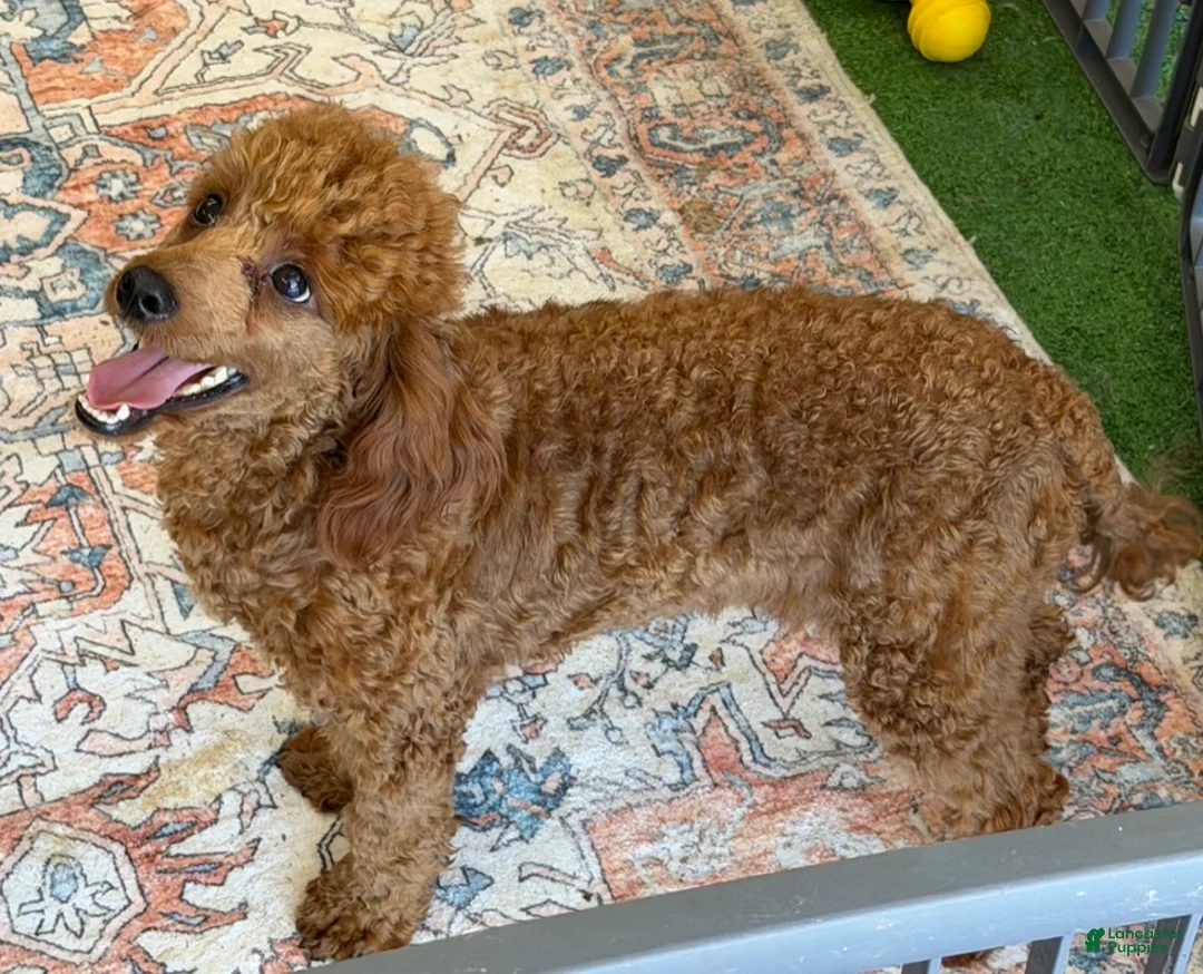 Miniature Poodle dogs for sale: Adam - Ad 3
