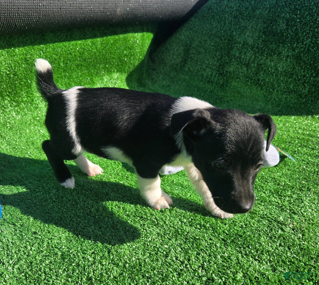 Jack Russell Terrier dogs for sale: Jack Russell Terrier Puppy 1 - Ad 5