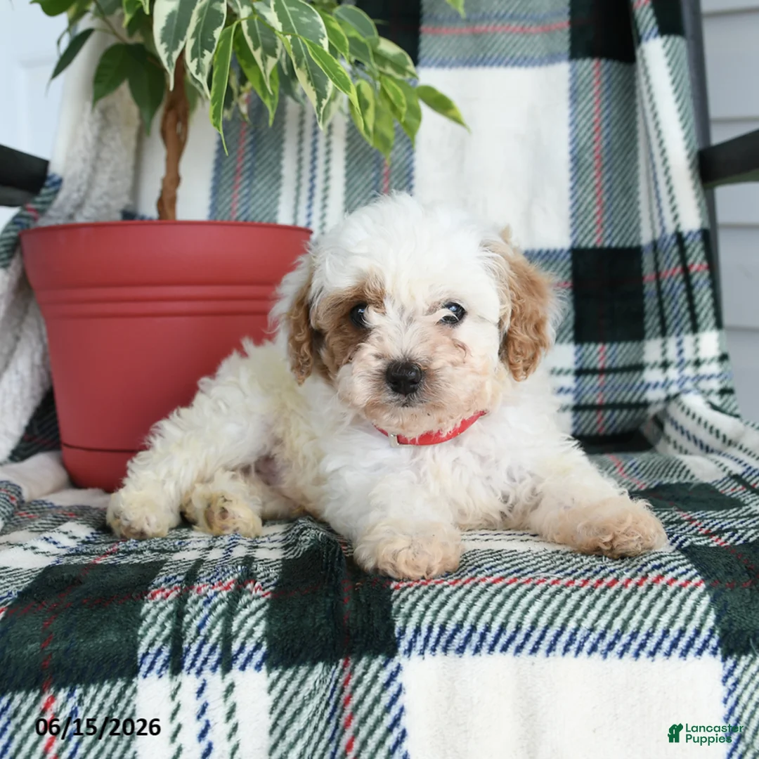 Cavapoo dogs for sale: Arlo - Ad 2