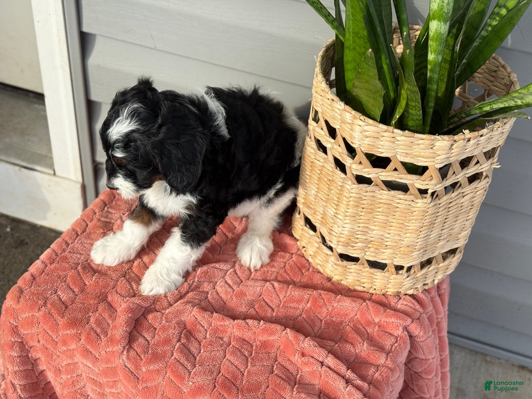 Mini Bernedoodle dogs for sale: Foxy - Ad 11