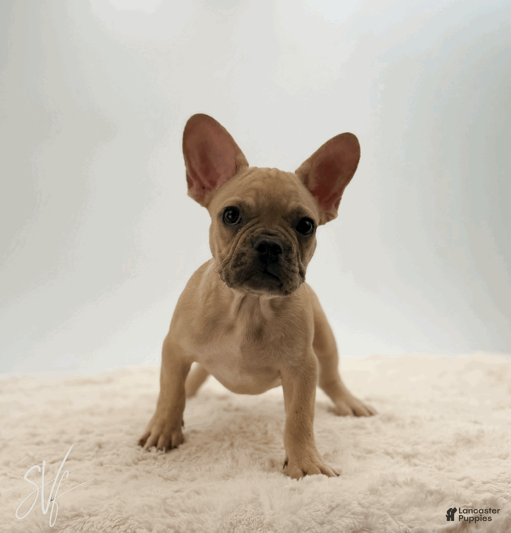 French Bulldog dogs Odin - Ad 2
