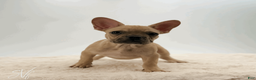 French Bulldog dogs for sale: Odin - Ad 2