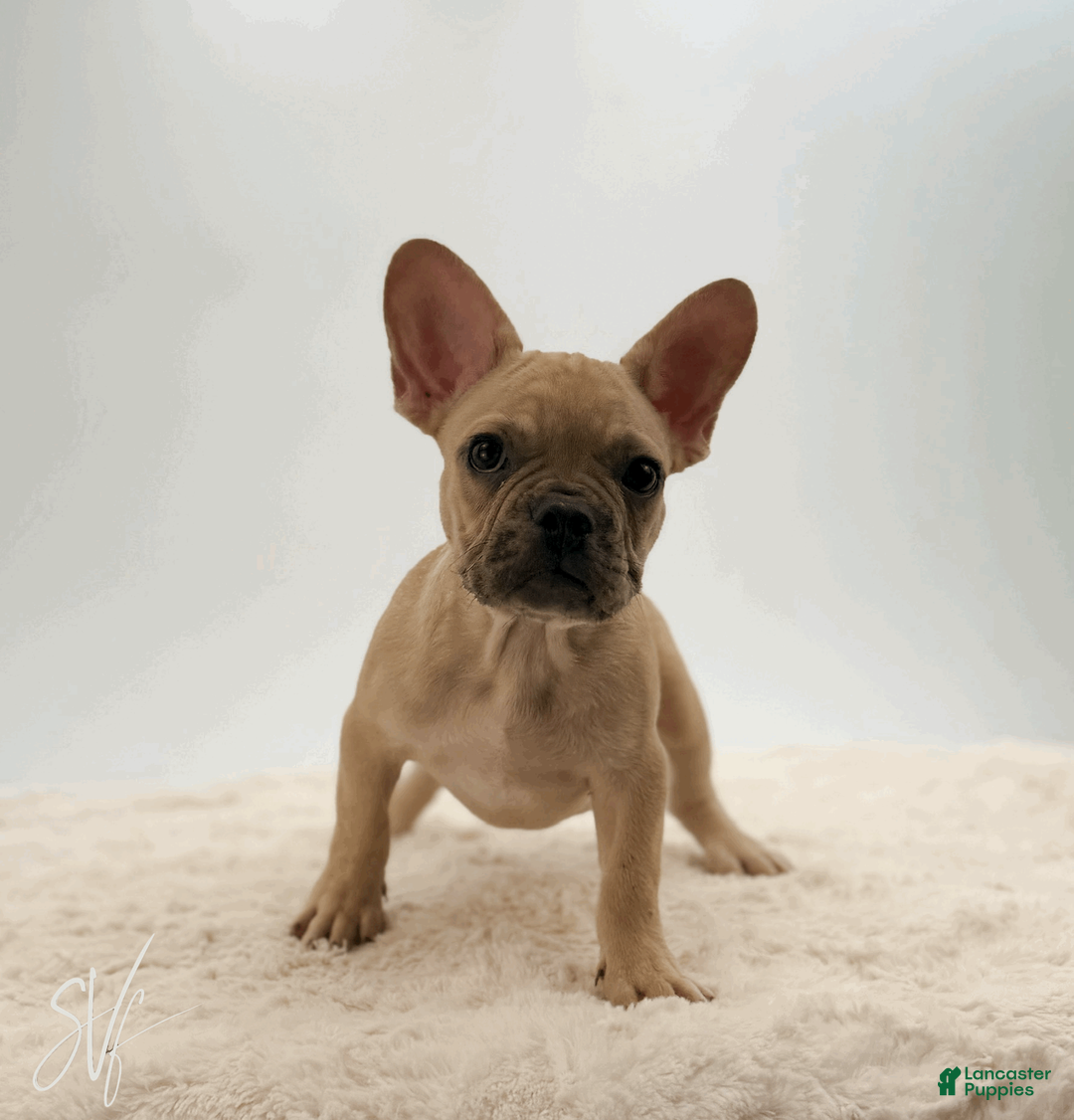 French Bulldog dogs for sale: Odin - Ad 2