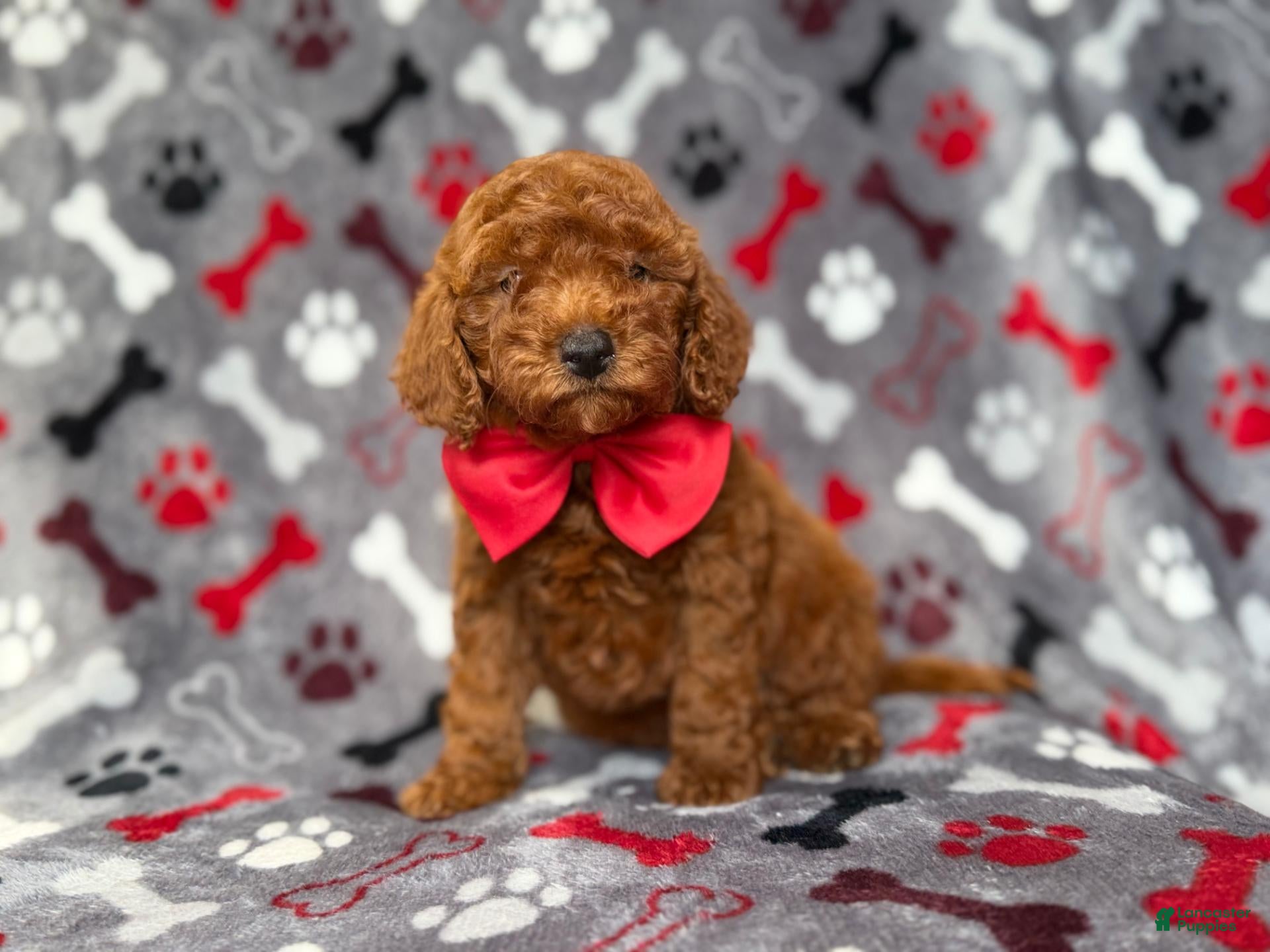 Mini Goldendoodle dogs Smokey - Ad 16