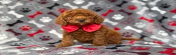 Mini Goldendoodle dogs for sale: Smokey - Ad 1