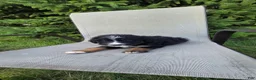 Bernedoodle dogs for sale: Bernedoodle Purple - Ad 5