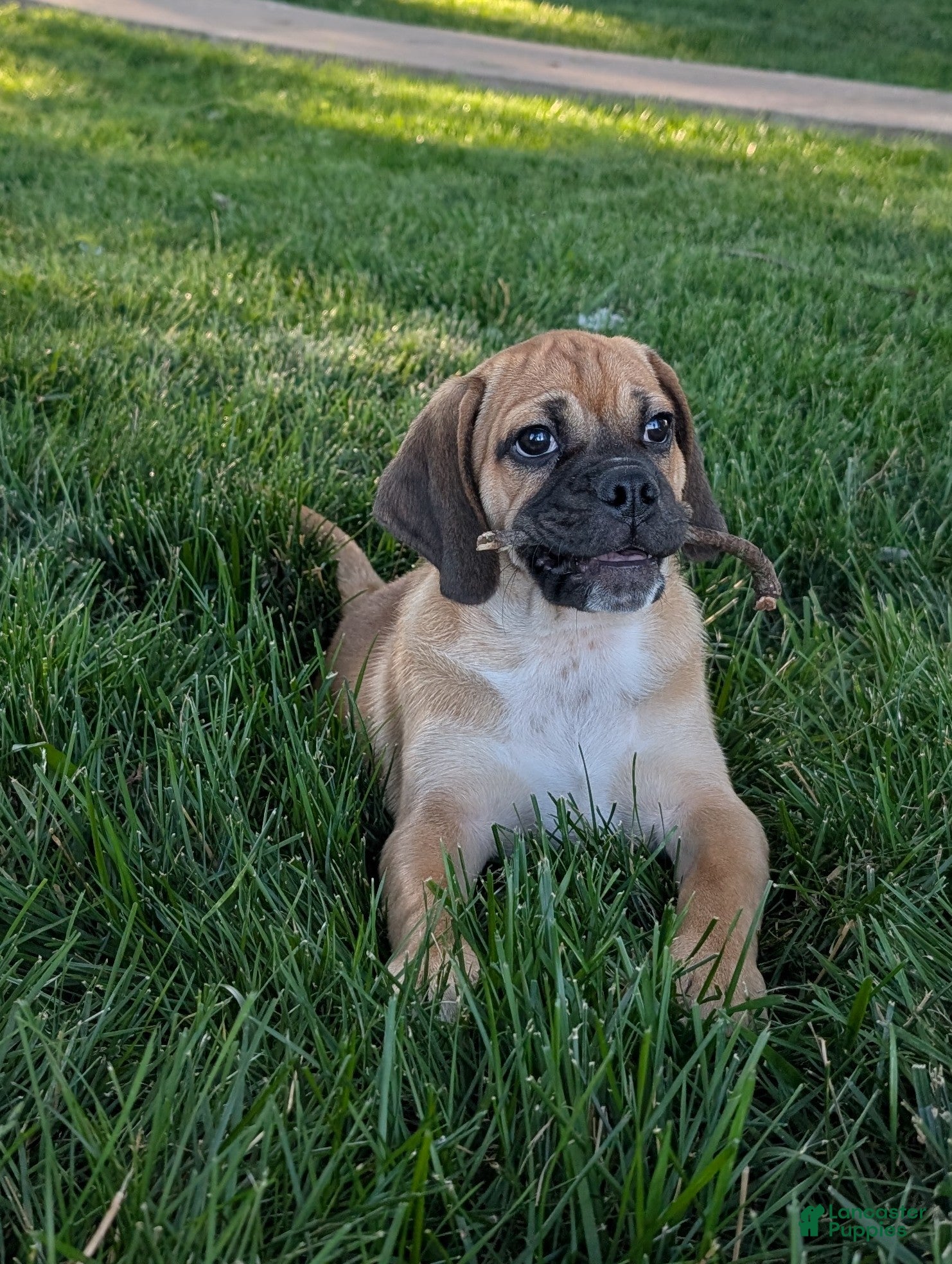 Puggle dogs Chance  - Ad 14