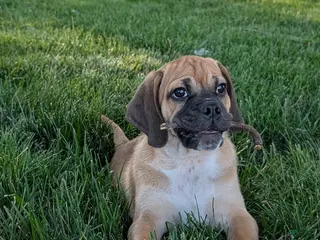 Puggle dogs Chance - Ad 33