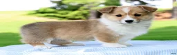 Welsh Corgi Pembroke dogs for sale: Honey - Ad 1