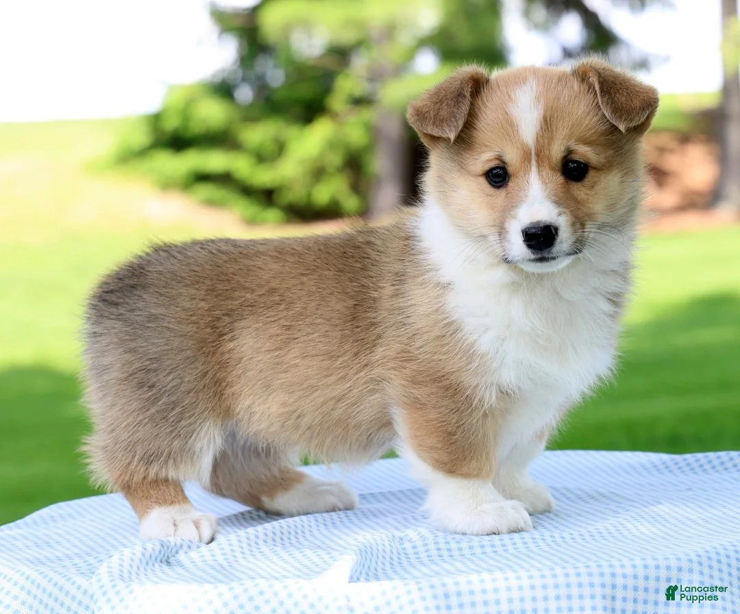 Welsh Corgi Pembroke dogs for sale: Honey - Ad 1