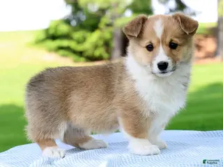 Welsh Corgi Pembroke dogs for sale: Honey - Ad 2