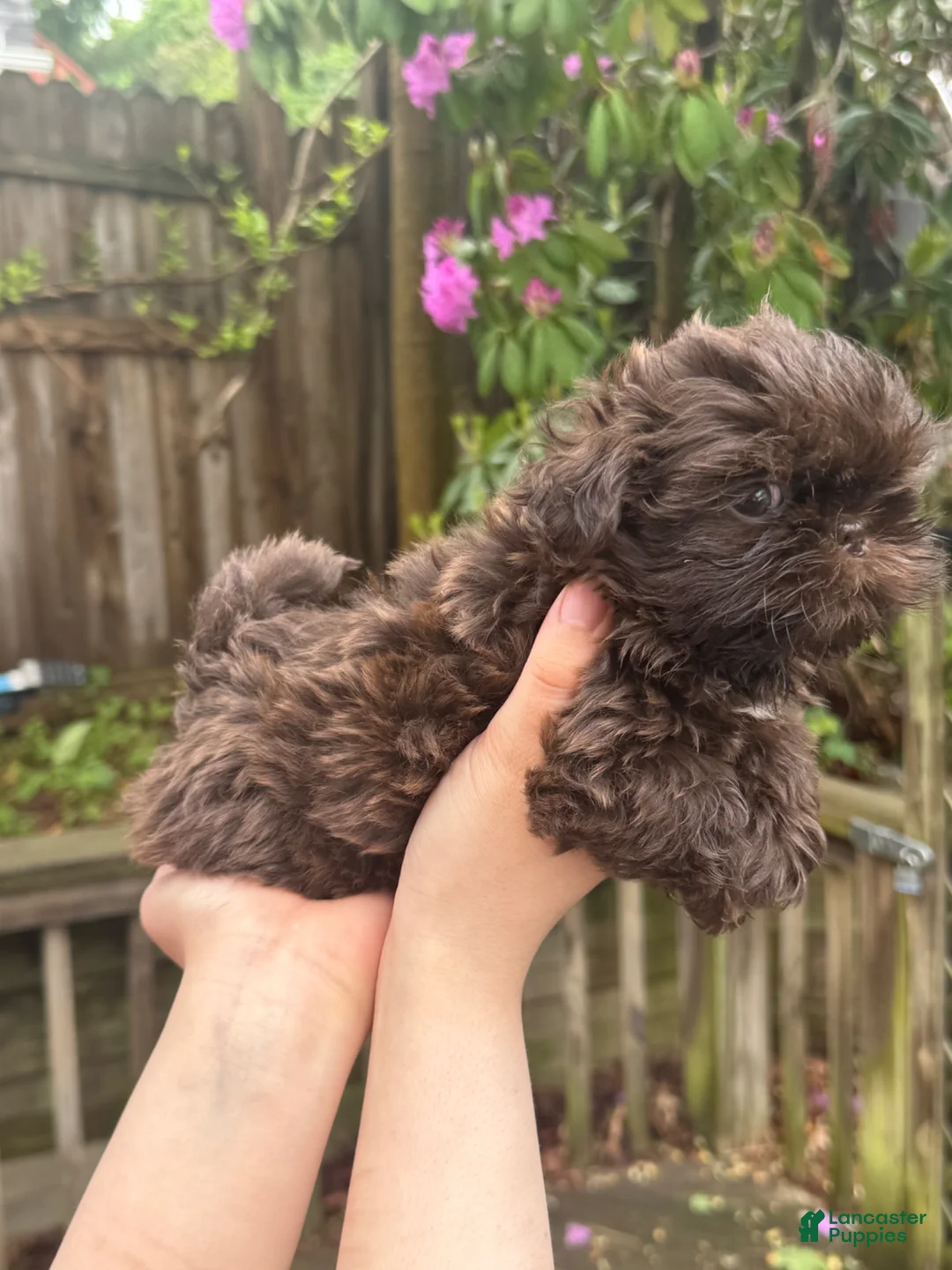 Shih Tzu dogs for sale: Blossom - Ad 4