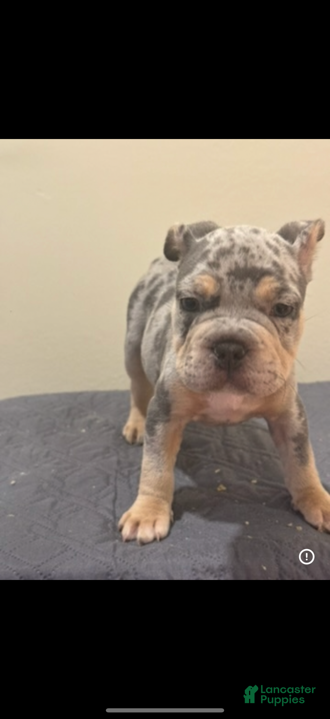 Mixed Breed dogs for sale: Mixed Breed Puppy 1 - Ad 1