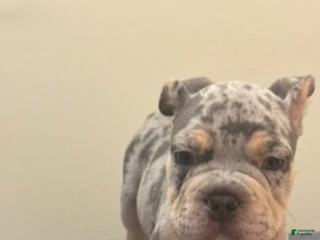 Mixed Breed dogs Mixed Breed Puppy 1 - Ad 14